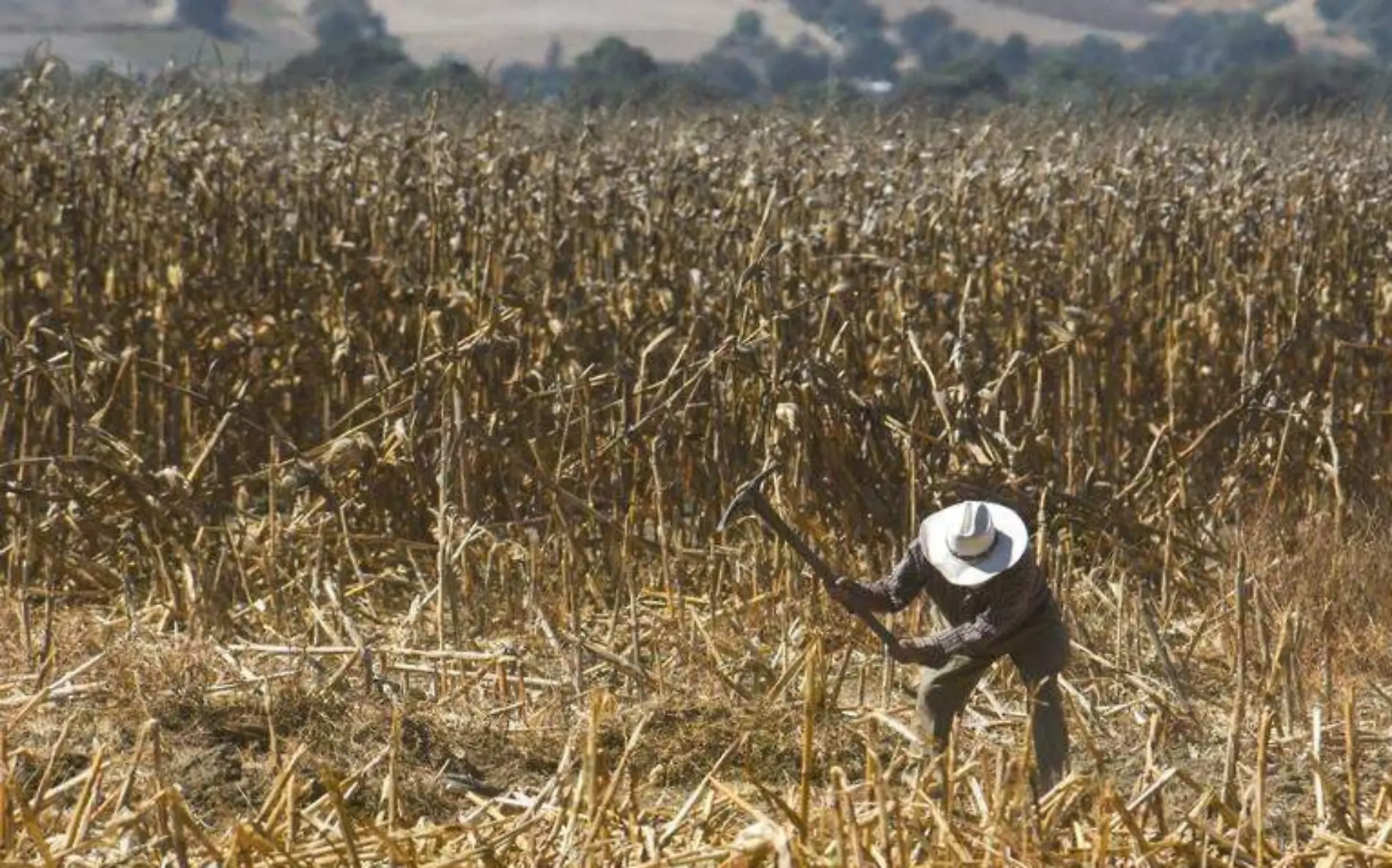 AGRICULTORES-ECONOMIA-cuartoscuro (2)